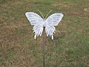16" X 16" Butterfly
