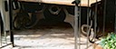 37" tall steel table legs